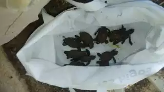 Las crías de tortuga fueron rescatadas para ser estudiadas y luego liberadas