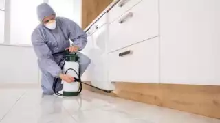 Invasión de chinches: 10 consejos efectivos para eliminarlas