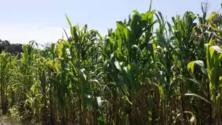 Las hojas marchitas y amarillentas indican que la cosecha no será buena