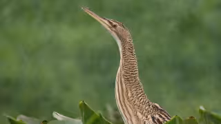 Avetoro neotropical: la esquiva garza que pocos logran ver en Yucatán