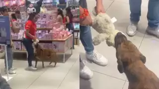 Perrito callejero ingresa a centro comercial de Mérida e intenta "robar" un peluche: personas se organizan para regalárselo