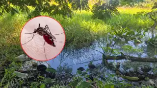 ‘Hay demasiados zancudos’: Preocupa proliferación de mosquitos en Champotón tras recientes lluvias