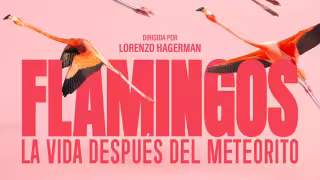 Flamingos: el documental narrado por Julieta Venegas que estrena en cines de México este marzo