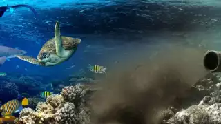 El dañado ecosistema de Mahahual no va a soportar el impacto ambiental que traerá Royal Caribbean, aseguran ambientalistas