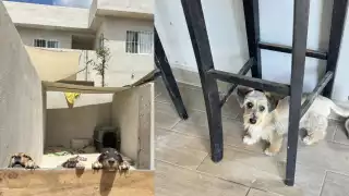 Rescatistas confían en crecer y ayudar a más “lomitos