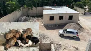 Desde el 2000 los activistas implementan campañas de esterilización con donaciones.