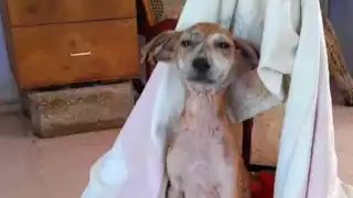 Denuncian a falsos rescatistas de animales en Tizimín; piden dinero para su beneficio personal