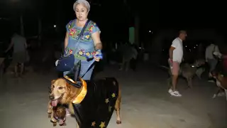 Los caninos protagonizaron el concurso de mascotas terroríficas con pasarela