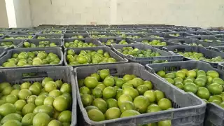 El proyecto se creó para tener un mercado seguro para vender los cítricos que se producen en el ejido