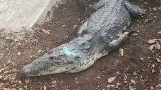 El cocodrilo era de gran tamaño cuando fue rescatado