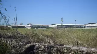 Asociación internacional lanza campaña contra las granjas porcícolas de Yucatán