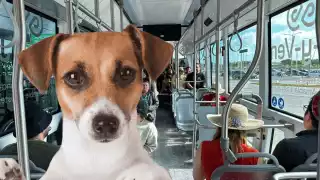 El IE-TRAM se encuentra en operación con rutas a Teya y en Kanasín