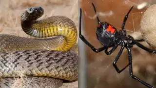 Hay serpientes y arañas consideradas venenosas en Yucatán