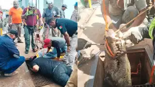 El cocodrilo fue atrapado y liberado en su hábitat natural