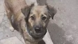 Causa indignación la muerte de Duke, un perro de Telchac Pueblo, luego de ser atropellado por un motociclista