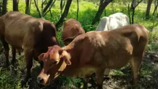 Loa ganaderos harán justicia por su propia mano