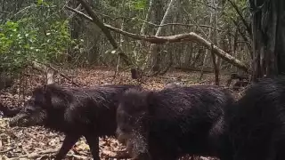 Los animales salen a las carreteras en busca de agua y corren peligro de ser atropellados