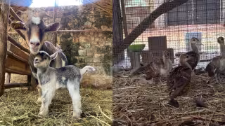 Nacen nuevos inquilinos en el zoológico La Reina de Tizimín: cinco venados cola blanca, chachalacas, jabalíes y mapaches