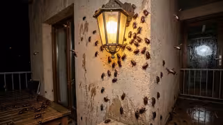 Como ahuyentar a los cuclines, insectos que aparecen tras las lluvias en Yucatán
