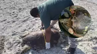 Los ataques a las tortugas se registraron durante las horas de la noche