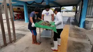 Rescatan a tortuga marina en playas de Progreso: recibirá valoración médica y cuidados
