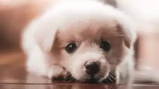 Perrito jardinero cortar el pasto con una mini podadora y enternece las redes: VIDEO