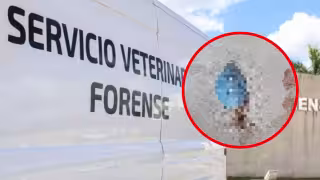 Denuncian presunto caso de crueldad animal en Ciudad Caucel; acusan a vecino de matar y mutilar gatitos