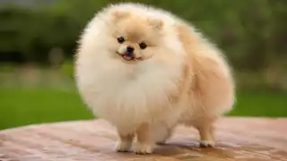 El perro fue encontrado con buen estado de salud