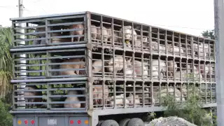 Secretaría de Desarrollo Sustentable acatará el fallo de un Juez; Kekén no podrá operar en Homún