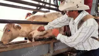 Moscas estériles combatirán al gusano barrenador en Campeche; reducirán los casos hasta julio