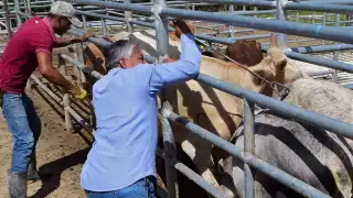 Campeche en primer lugar de hurto de ganado en la Península