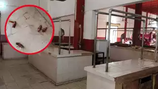 Otro vendedor afirmó que durante las noches cuando realiza sus rondines ha observado que los bichos permanecen en el piso o vuelan sin parar