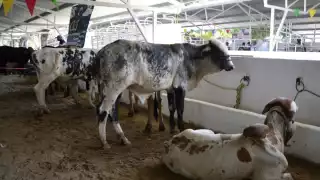 Carmen cuenta con 170 mil ganados