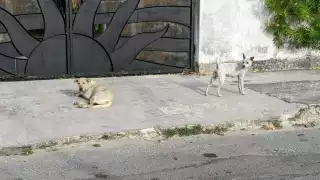Fiscalía investiga el presunto envenenamiento de perros y gatos en Chetumal