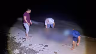 Aparece delfín sin vida en playa de Chelem, Yucatán