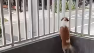 Perrita conquista las redes sociales por esperar su coco a diario: VIDEO