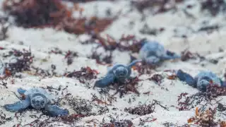 La liberación será en las playas de la zona Oriente de Cozumel