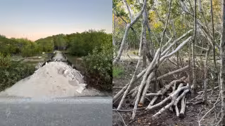 Daño ambiental en Yucatán: denuncian tala de manglar y relleno de ojo de agua en carretera hacia Chuburná Puerto