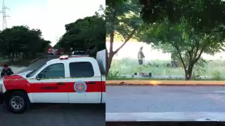 Abejas seguían agresivas pese a la intervención de los bomberos