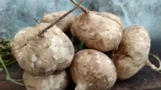 La leguminosa ha experimentado un notable incremento en su costo, al pasar de los 100 pesos por caja, a los 300, lo que motiva a cultivar.