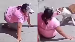 Joven therian es embestida por pitbull en la calle y queda grabado