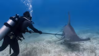 Todo sobre la veda de tiburones en Yucatán: fechas, duración y especies