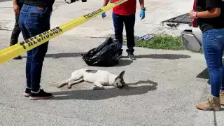 Tres gatos y dos perros fueron envenenados este viernes