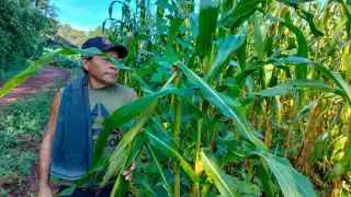 Fuertes lluvias afectan cosecha de maíz en Tahdziú, Yucatán