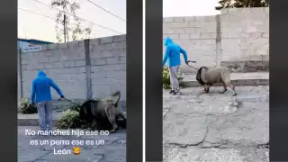 Personas pedían que se verificará la procedencia del león