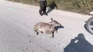 Alertan por presencia de venados en carreteras de Yucatán: se registran dos accidentes en horas