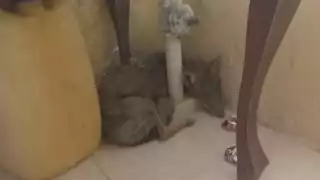 Hombre rescata a un coyote al confundirlo con un perro en Seyé, Yucatán