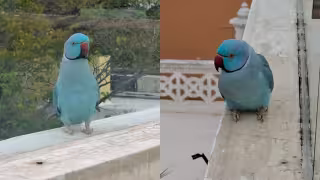 Detectan cotorra de Kramer en Mérida; alertan por riesgo al equilibrio ecológico