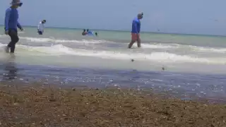 Marineros temen que estos fenómenos puedan ahuyentar a las especies que habitan el océano