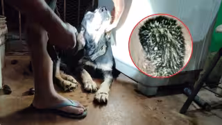 Capturan a puercoespín dentro de una vivienda en Dzitbalché tras atacar a un perro